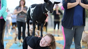 Goat Yoga's Rise From Oregon Experiment To Internet Sensation