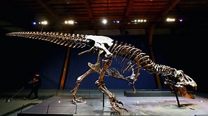 Why Did the T. Rex Have Such Puny Arms?
