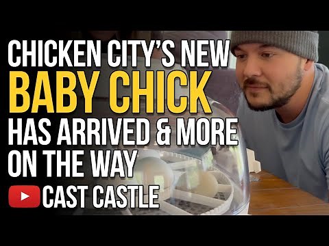 Chicken City's Newest Baby Chick Has Arrived, And There's More On The Way