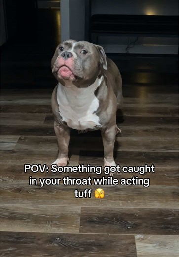 He got embarrassed and said enough recording for the day 🤣 #bloopy #americanbully #funny #foryoupage #fyp