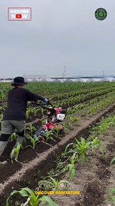 Introducing the Inter Cultivator - a cutting-edge row-making power tiller machine designed to streamline farming operations. Its innovative technology allows for precise and efficient row formation, saving both time and energy in the field. Experience increased productivity and enhanced crop yield with this advanced agricultural equipment. Upgrade your farming game with the Inter Cultivator today! #FarmingInnovation #agriculture #farming #tiller #cultivator #machine #machine #technology | Discov