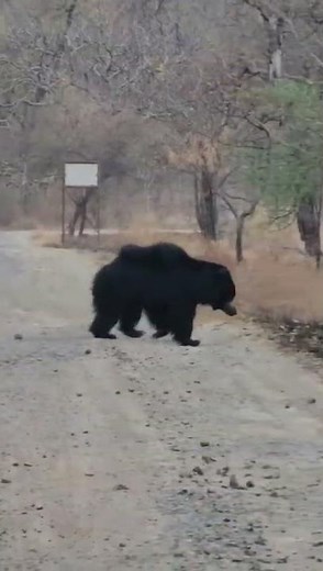 Dangerous facts about SLOTH BEAR 🐻#wildlife
