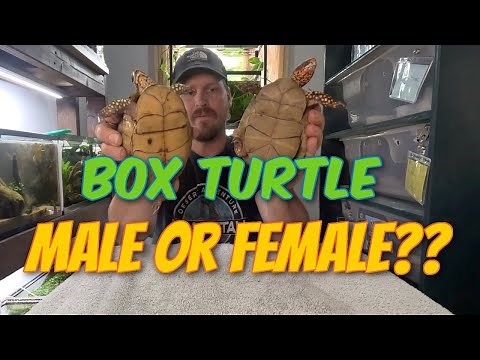 Box Turtle Male or Female How To Tell