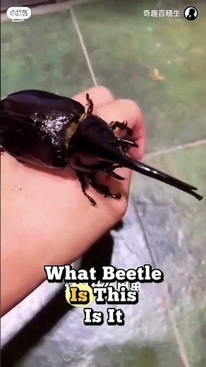 14 types of Beetles 😮