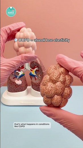 Gas Exchange Explained🫁