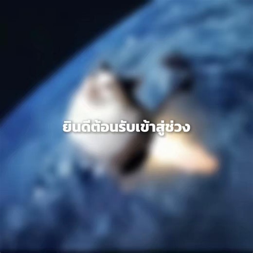 Live Highlights from the Loop Project