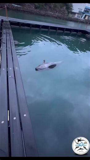 Taiji Whale Museum - The Cost of Captivity and Animal Suffering