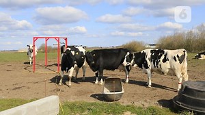 Peternak Indonesia Belajar Peternakan Sapi Organik di Denmark