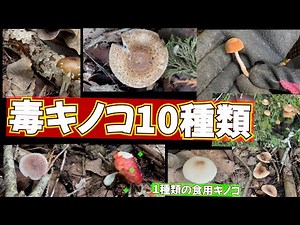【毒キノコ】10種類と１種類の食用キノコ見つけました＃72歳のVIOG