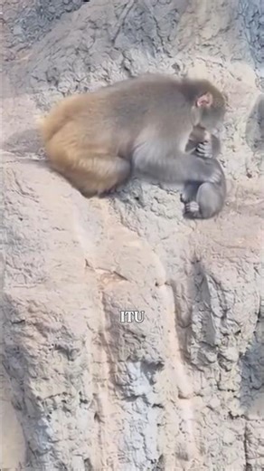 Mother Monkey apologizes to her child ‼️😭😭 #shorts #money