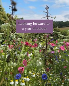 707 reactions | At Sarah Raven we're looking forward to a year of beautiful colours for gardens large and small  | Sarah Raven | Facebook