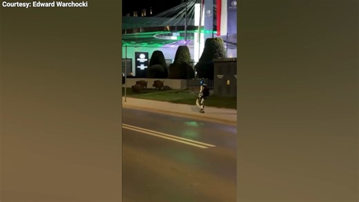 Viral video shows humanoid robot chasing wild boars off street in bizarre encounter