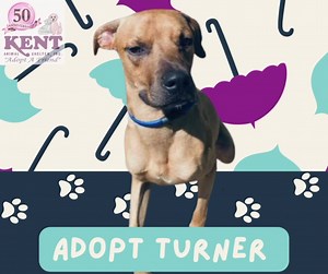 ✨Turner is up for adoption!✨ Turner is a 1 year old black mouth cur mix. Black mouth curs are known to be protective, kind, active, fearless, and loyal. He would love an active home where he could keep learning. He is handsome, lovable, and deserves to find his furever home. Come meet him today! We are open until 4pm 🌧️🐶 | Kent Animal Shelter