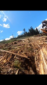 28K views · 455 reactions | #logging #tigercat #hayes #forestry #gopro #ridealong #work | 152 The Cash | Facebook