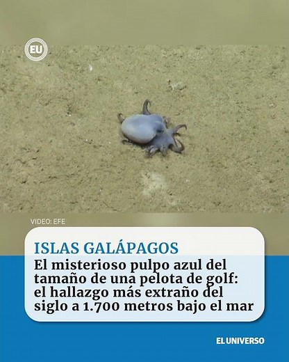 🐙💙 ¡Increíble hallazgo en Galápagos!