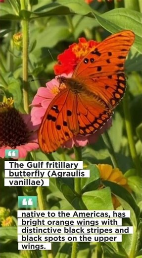 The Beauty of Butterflies Around the World: Unique Species and Stunning Colors | Part 1