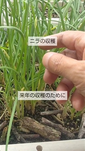 9/12 [Garlic Chives] Harvesting: To ensure next year's crop, cut off the flower buds so the plant...