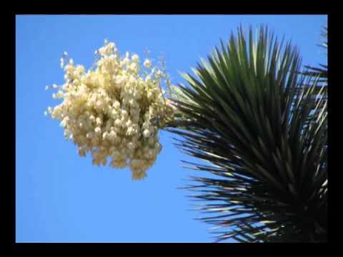 Flor de Izote, Flor Nacional de El Salvador