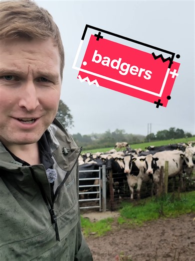 How to Respond to the Badger Consultation: A Farmer’s Guide