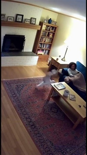 Seagull Bursts Out of Chimney and Attacks Living Room — Caught on Home Security Cam 😳🕊️
