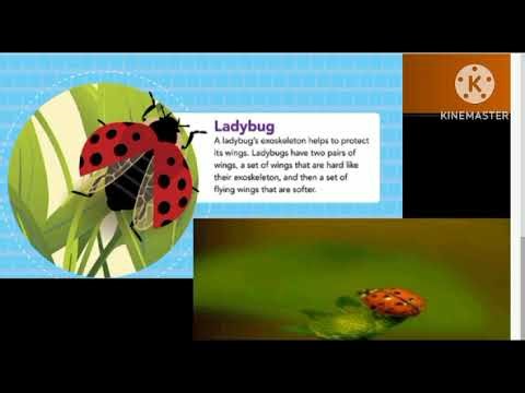 External structures and functions of animals Science