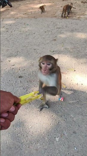 Crazy & Funny Monkey Behavior 🍌 Best Pranks and Cute Moments! 😂