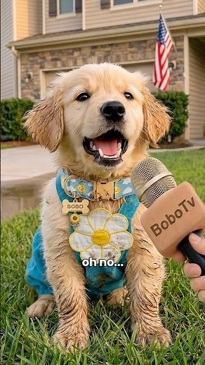 Does Bobo deserve this? 😳🌼 #goldenretriever #doginterview