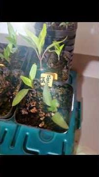 "springLY" time, seedlings, nursery updates #gardening