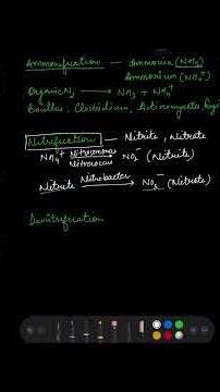 Ammonification, Nitrification and Denitrification ‪@kanikaawasthi6124‬