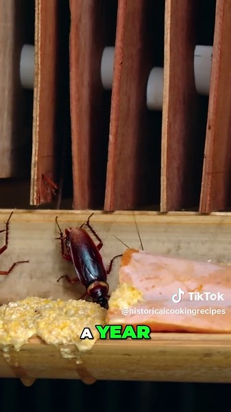 Foodie Lovers on TikTok