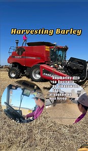 668K views · 10K reactions | Harvesting Barley. Ang Barley po dito sa Australia ay ginagawang beer at pagkain ng hayop. #farmlife #pinayfarmer #proudfarmerswife #Barley | Farm Life in Australia “Dai Meraflor” | Facebook