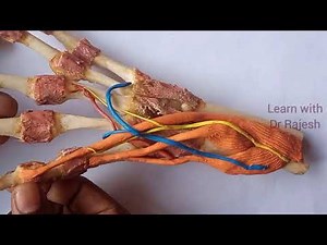 ANATOMICAL SNUFF BOX