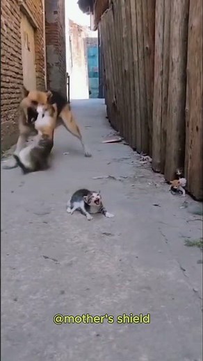 Alley Fury – Brave Mother Cat vs Dog