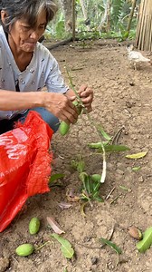 25K views · 600 reactions | mangga 省 #mango #jrfarming #farming | J’R Farming | Facebook