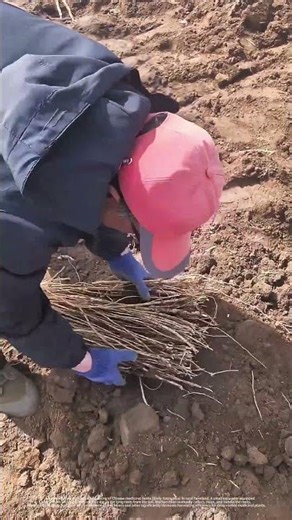 Never Seen This Before ! Excavator Used for Picking Chinese Herbs