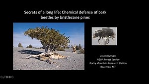 Secrets of a Long Life: Chemical Defense of Bark Beetles by Bristlecone Pines