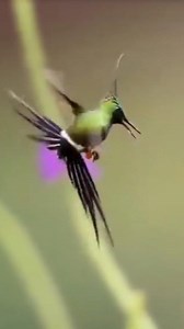 1.3M views · 10K reactions | Mesmerizing Hummingbird Dance in Mid-Air – A Love Show You’ve Never Seen Before! #HummingbirdLove #AerialDance #NatureRomance #BirdMagic | Nature-Tweeters | Facebook