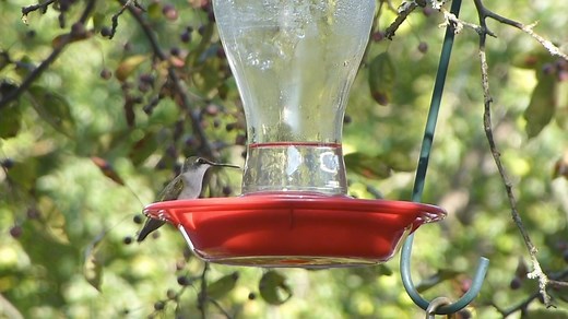 Love hummingbirds? Watch this video for some easy steps to keep your feeder clean and learn more about how Audubon is protecting hummingbirds, and all birds, for future generations to admire. | National Audubon Society