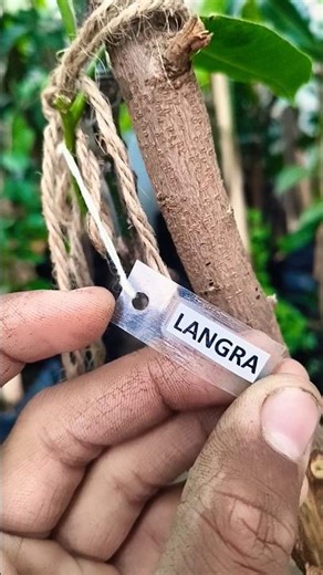 Mango 🥭#viral #viralvideos #mango #shorts