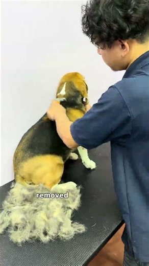 Removing the undercoat so the skin can breathe and the coat can shine #undercoat