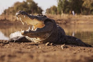 The Massive Crocodiles that Live in Dens 40 Feet Below the Surface
