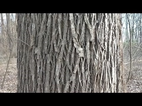 Shellbark and Shagbark Hickories winter identification