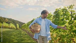 Mature handsome Caucasian male walking down next to rows of vinery. Carrying large basket full of harvested grapes. Checking field and health of multiple plants. Observing amount of work.
