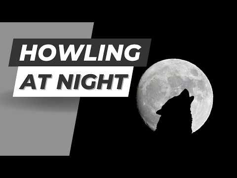 Lone Wolf Howl SFX - Forest Night Ambience | Scary Wolf Sound