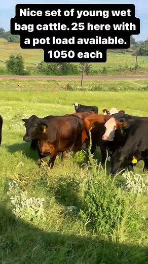 These are not any diamonds in the rough. These ladies are bigger framed. 1050 each take any number. *PLEASE like or subscribe to our channel. It really helps us share our messages. Call or text Bubba @ 9033884472 if no answer call Trent @ 9033904325 *Rutherford Land and Cattle LLC is a Brick-and -Mortar entity with animals health and welfare the priority. *We only hold cattle with a deposit *deposit is good for 3 days unless special arrangements are made with RLC * All cattle have been Checked w