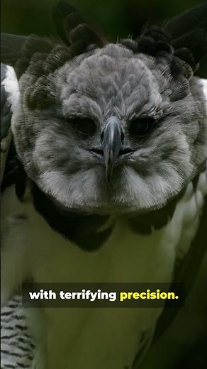 Top 5 Deadliest Predatory Birds #PredatoryBirds #BirdsOfPrey #Raptors