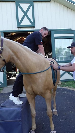 3.4M views · 10K reactions | Working on larger animals comes with a lot of moving to get the right position to perform the adjustments.Patience is key, staying calm, & working with the animal instead of against. This girl was awesome & was looking real good in the end! Horsesoffacebook #explore #chiropractor #chiropractic #chiropracticcare #animalchiropractic | Oklahoma Chiropractic | Facebook