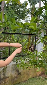 Pruning this orange tree for the first time. It’s probably about 3 years old, and I’m wondering when it will start producing oranges. 🍊 | Che Thompson