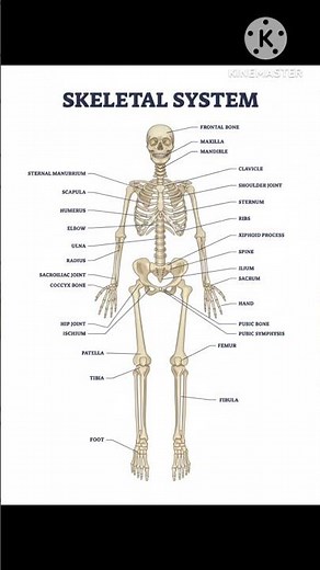 Human Skeletal System
