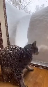 Cat Learning About Winter the Hard Way | Naturee